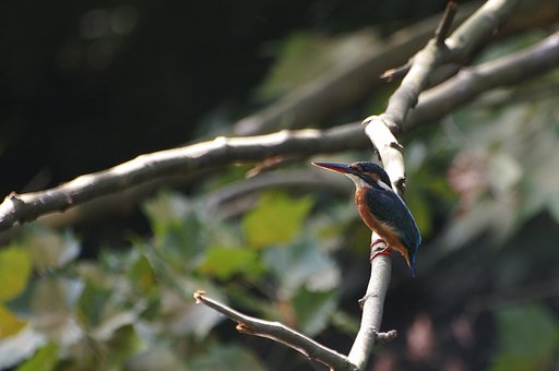 近所のカワセミ君