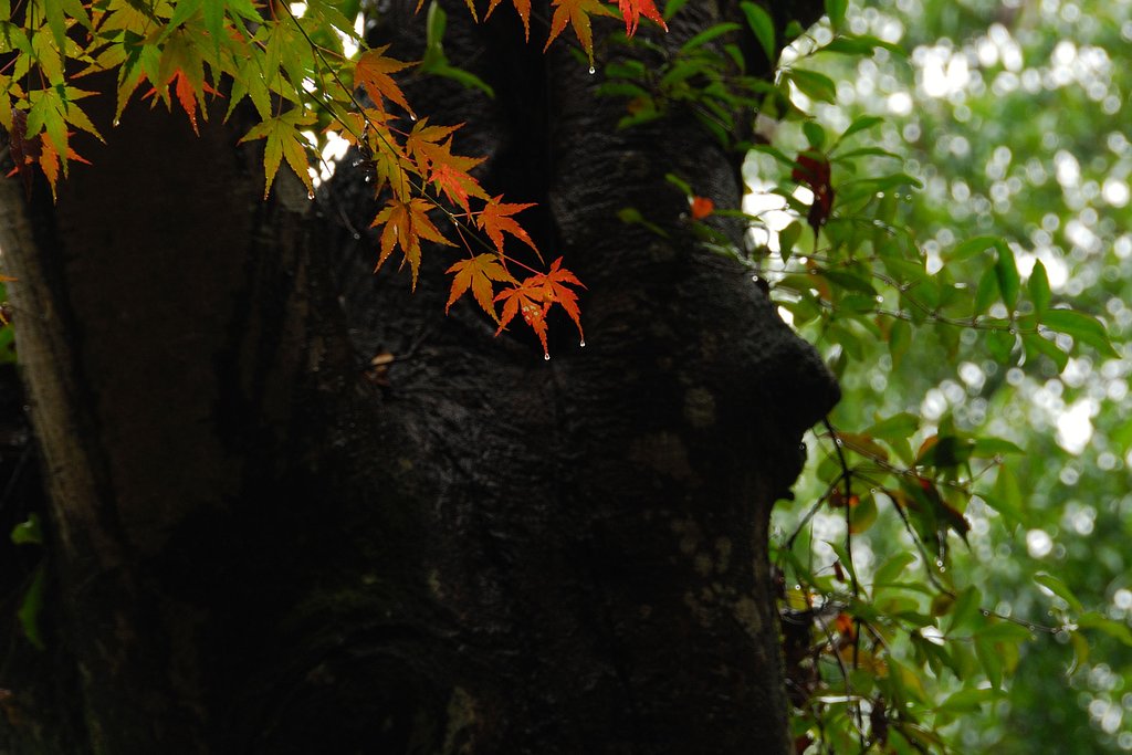 御岳１（白井）