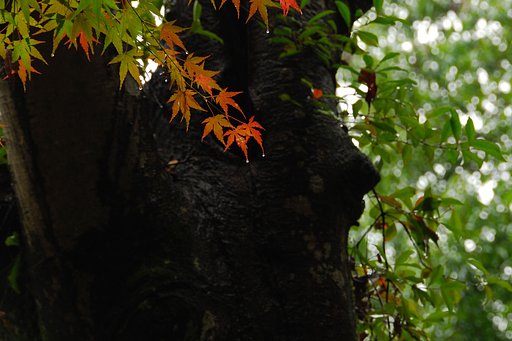 御岳１（白井）