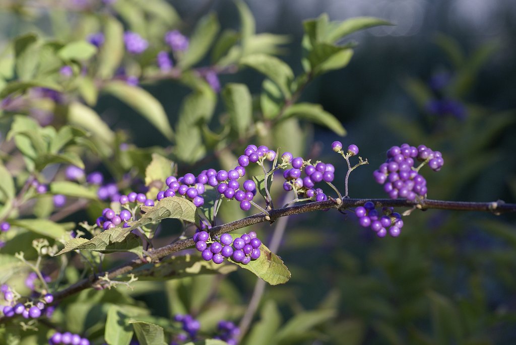 コシナ製 フォクトレンダー APO-LANTHAR 90mm F3.5 SL Close Focus