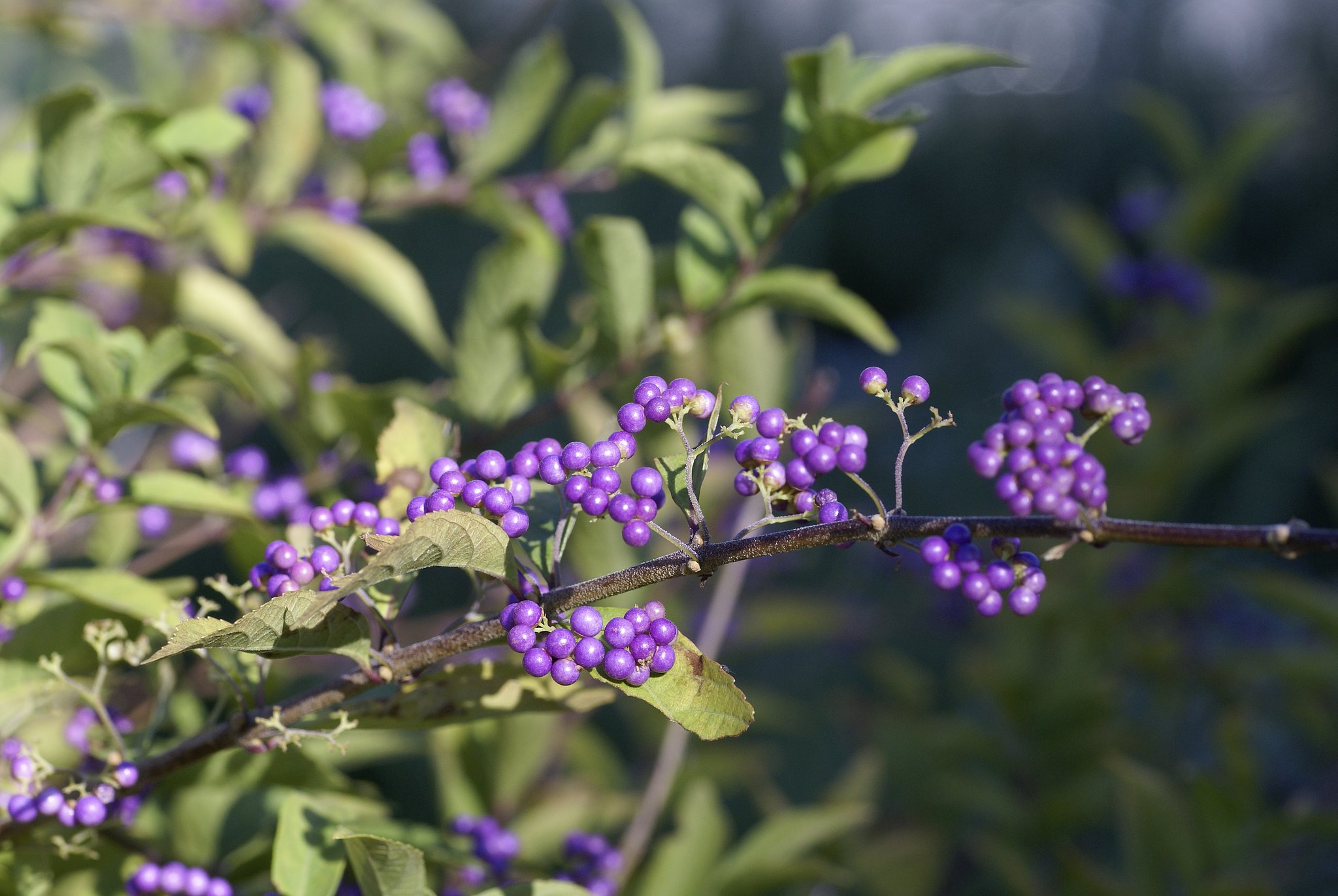 コシナ製 フォクトレンダー APO-LANTHAR 90mm F3.5 SL Close Focus