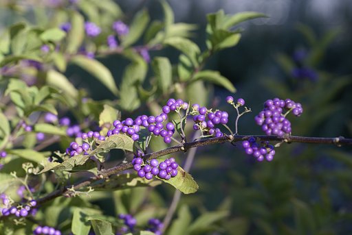 コシナ製 フォクトレンダー APO-LANTHAR 90mm F3.5 SL Close Focus