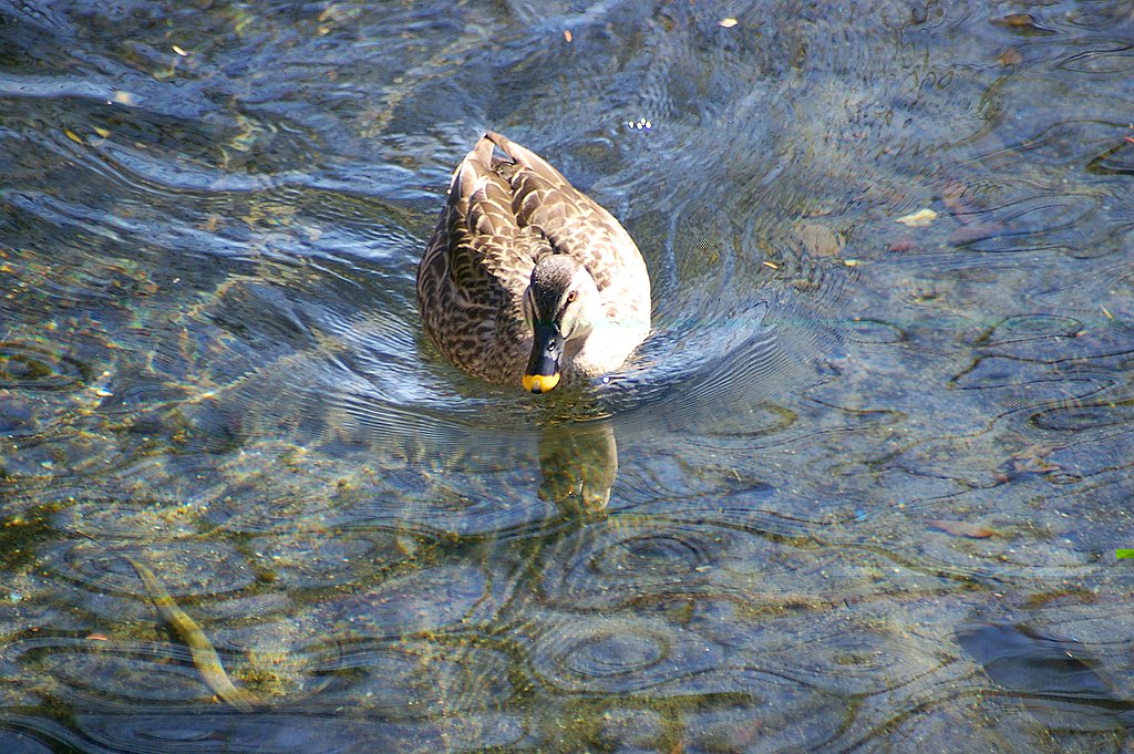 飛んだり、泳いだり