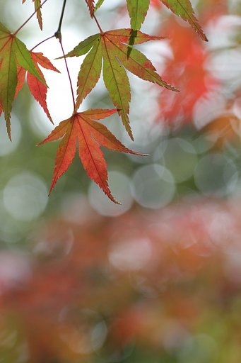 紅葉衣
