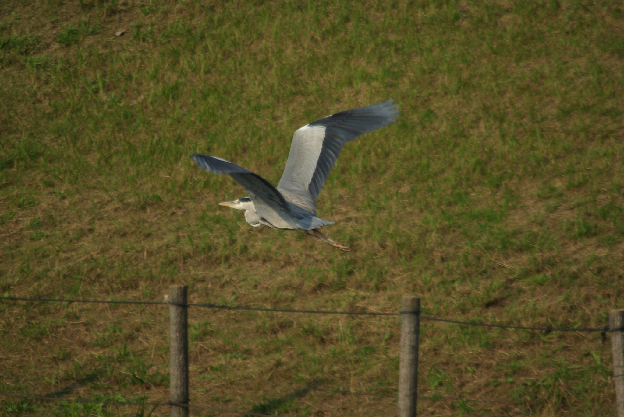 heron