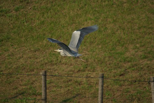 heron