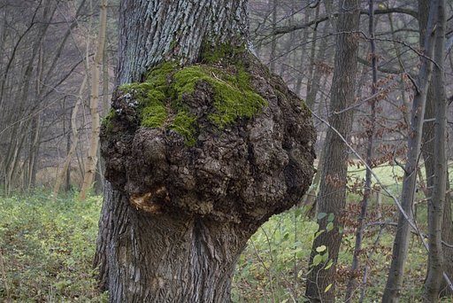 Sick tree