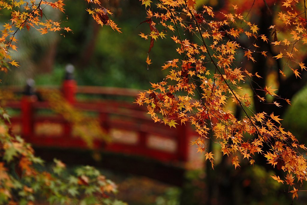 浮き紅葉