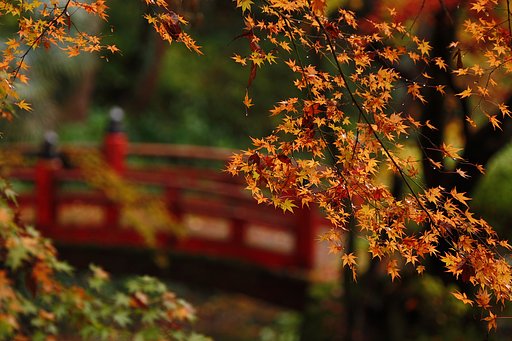 浮き紅葉
