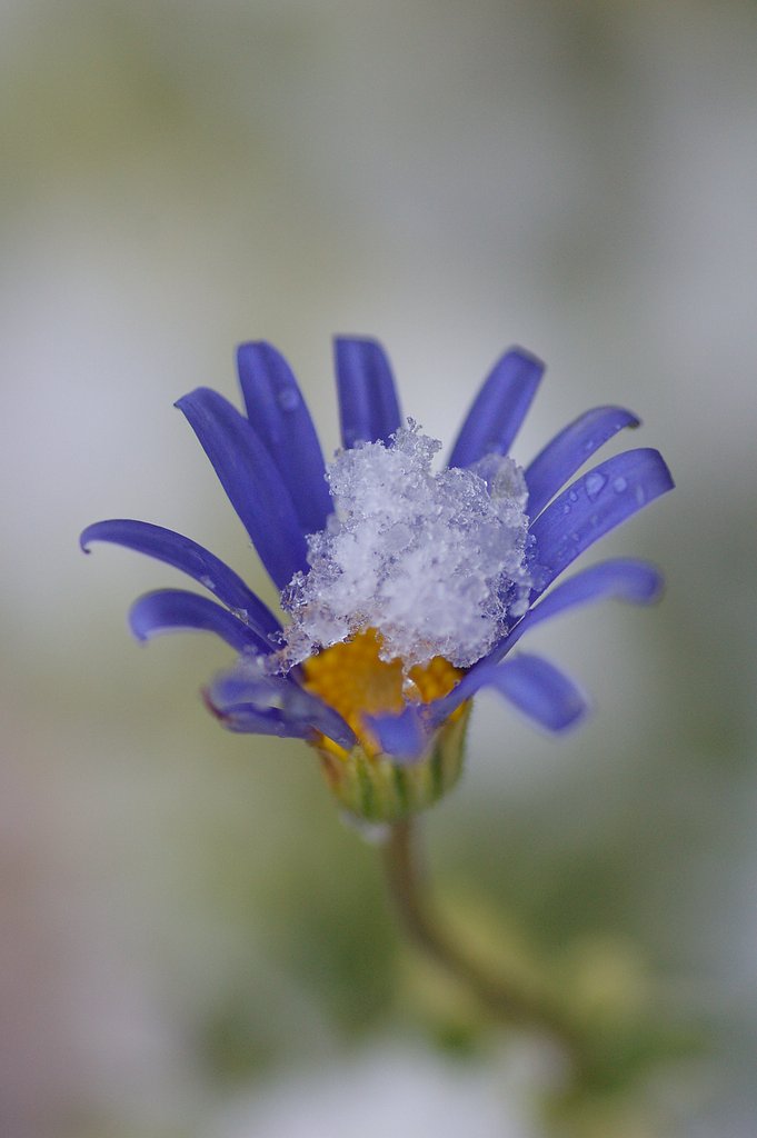雪と遊ぶ花