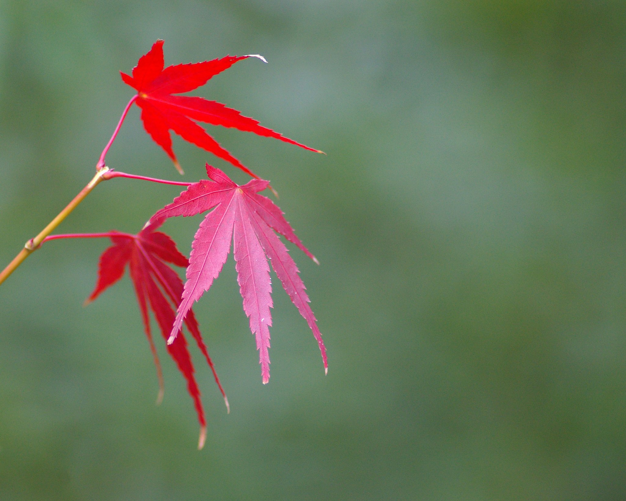 こういう紅葉も