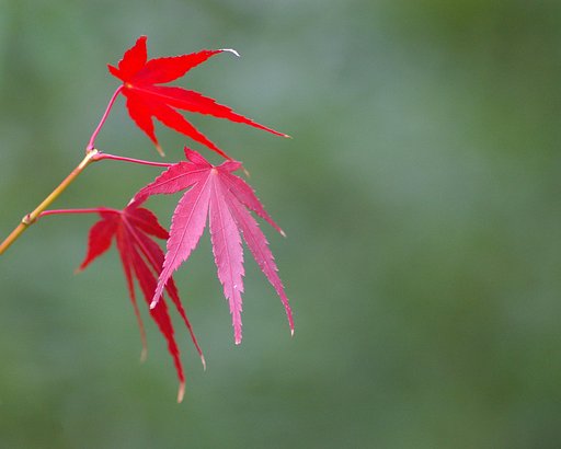 こういう紅葉も