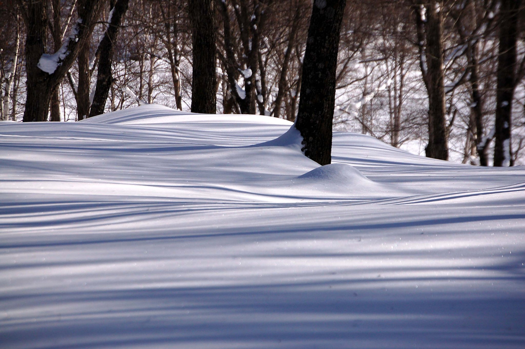 雪の曲線