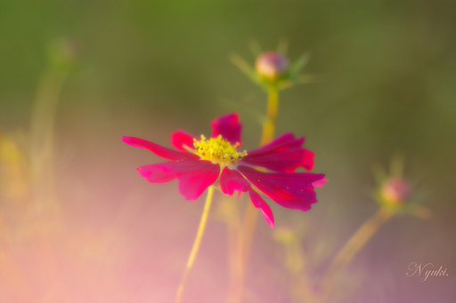 【秋】朝日の色に染めて