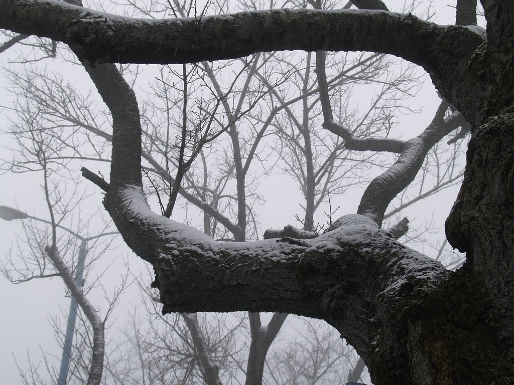雪が降る