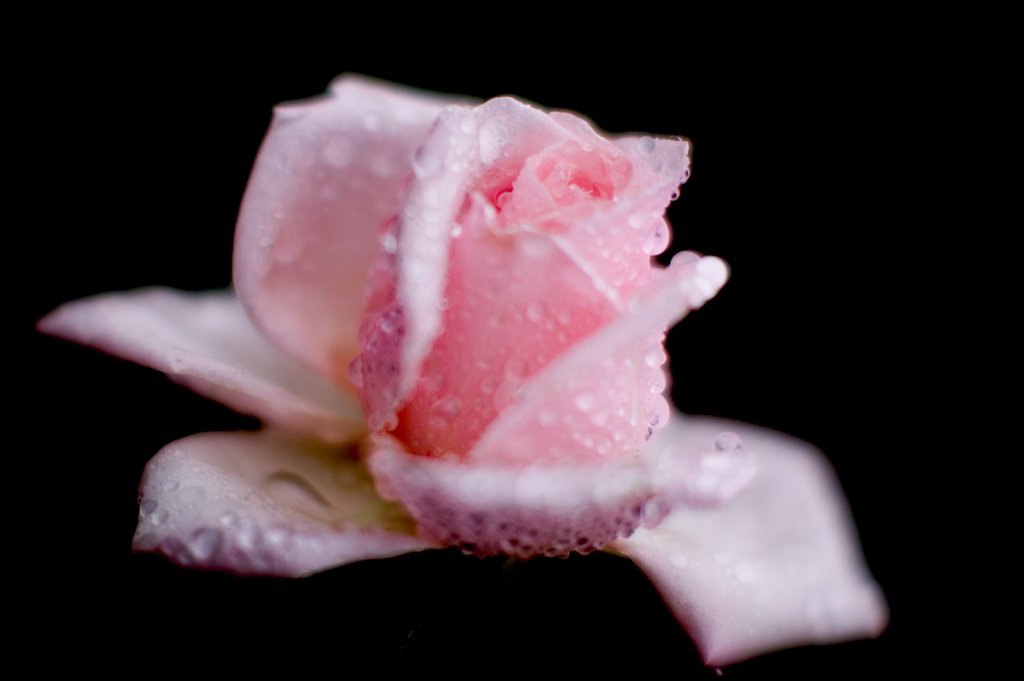 Rainy Rose