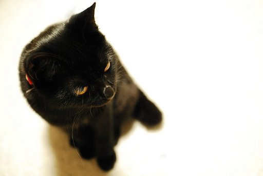黒猫