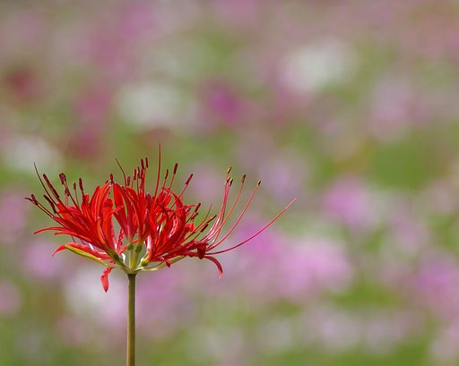 彼岸花