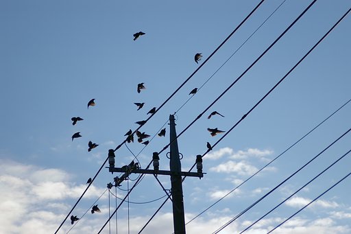 クイズです。何羽いるでしょ〜？＾＾
