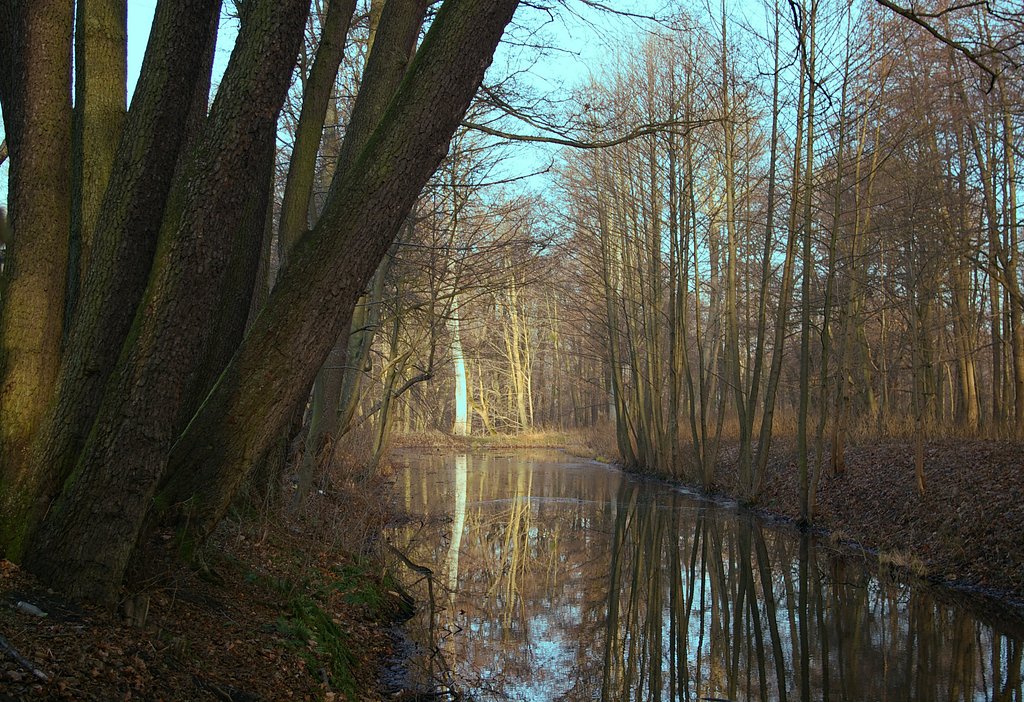 Reflection of trees in water.