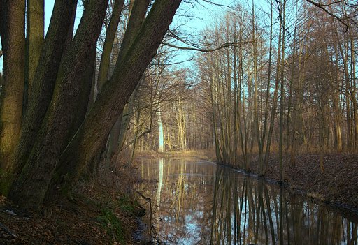 Reflection of trees in water.