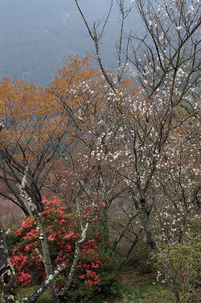冬桜
