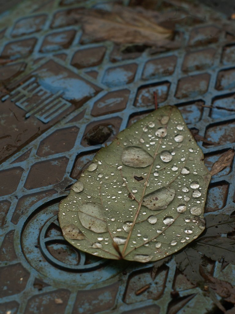 濡れ落ち葉にも衣装