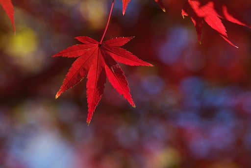 最後の紅葉