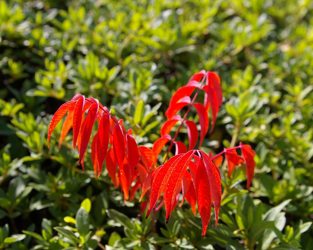 紅葉