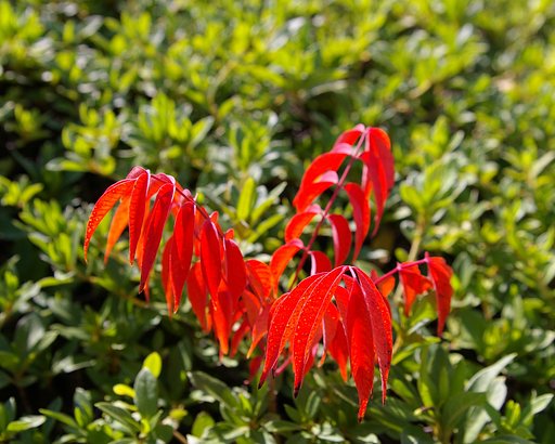 紅葉