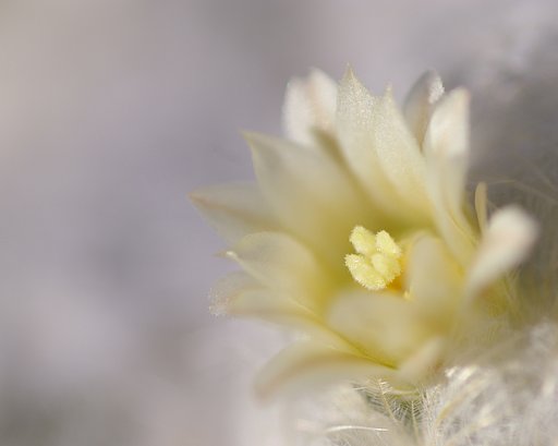 サボテンの花