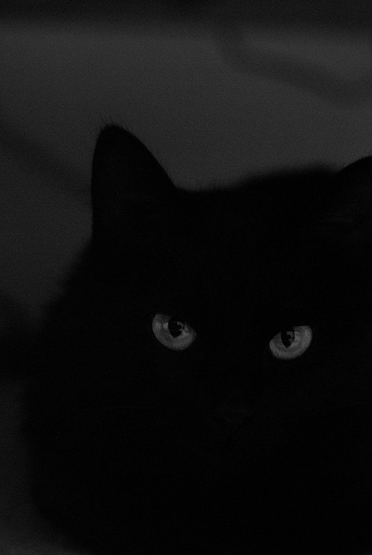 眼　- 黒猫 -