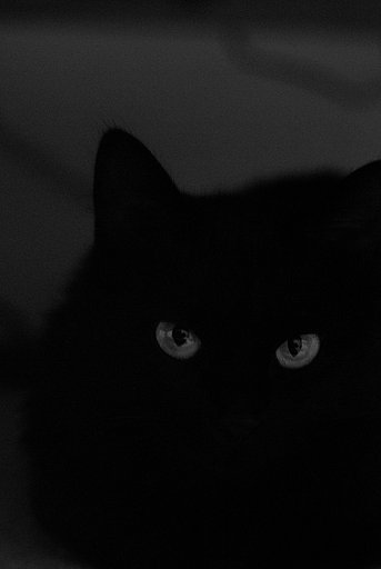 眼　- 黒猫 -