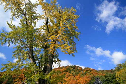 大銀杏と晩秋の空