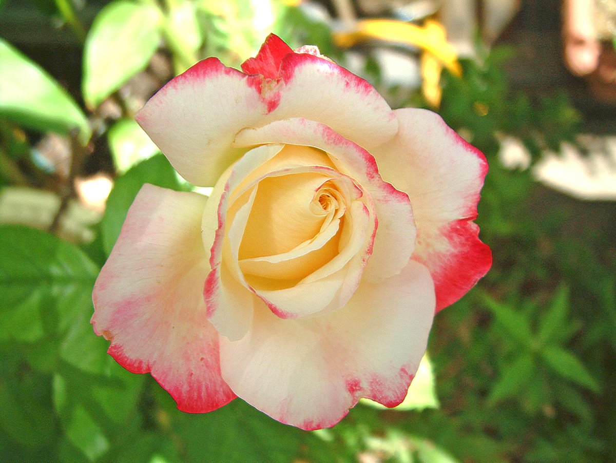 薔薇