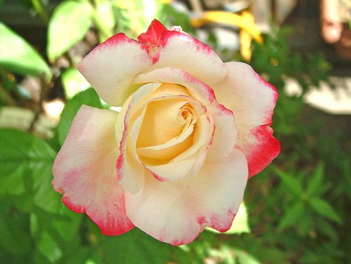 薔薇