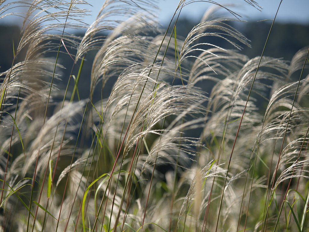 すすき