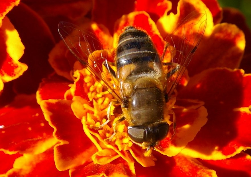 The nectar off  drinking