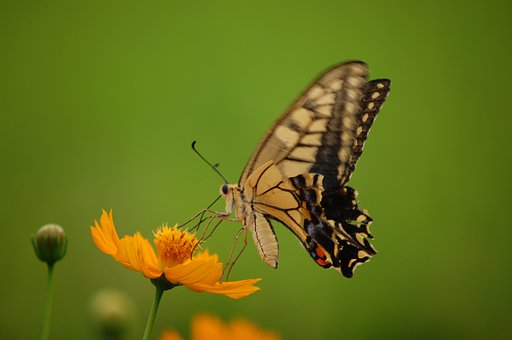 アゲハチョウ