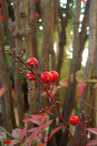 【締】ナンテンの森