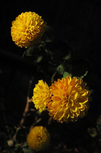 黄菊