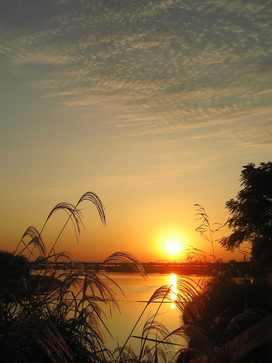 ススキと夕陽と