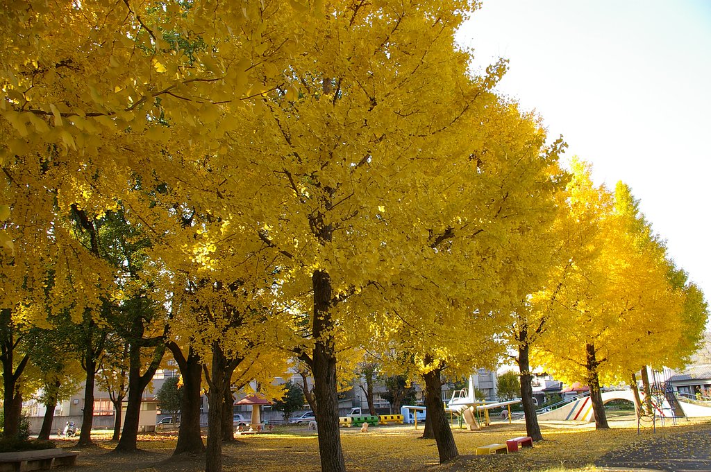銀杏・・・美園公園・2