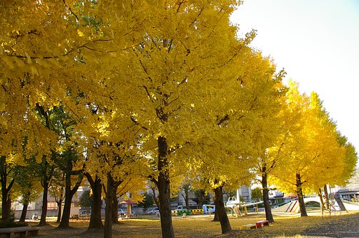 銀杏・・・美園公園・2