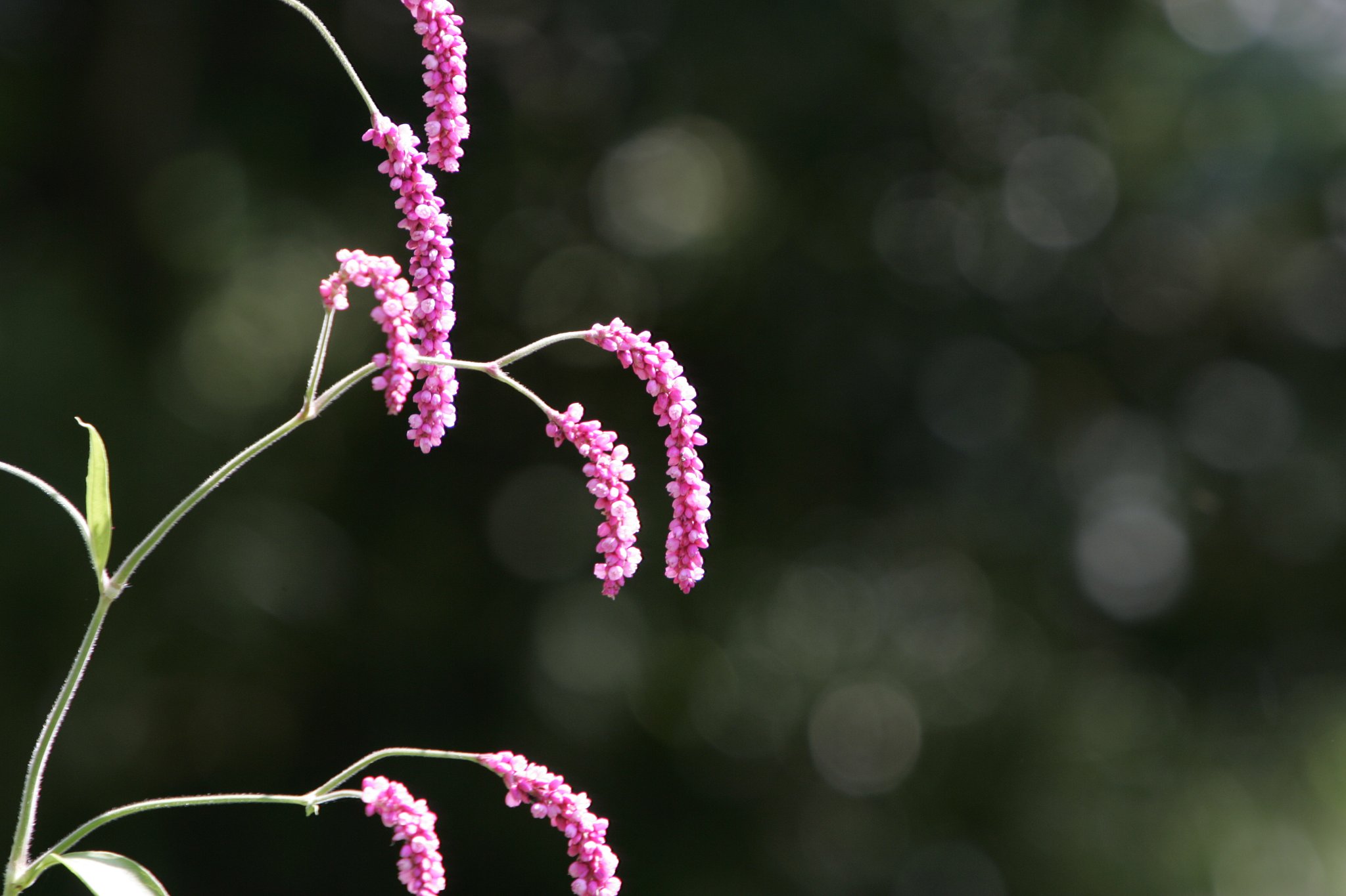 可愛い花？