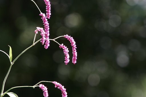 可愛い花？