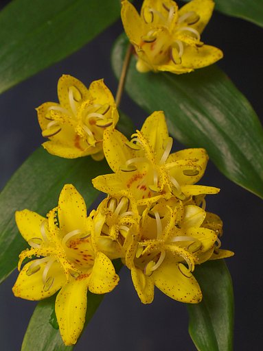 黄花の突抜杜鵑草　（キバナノツキヌキホトトギス）