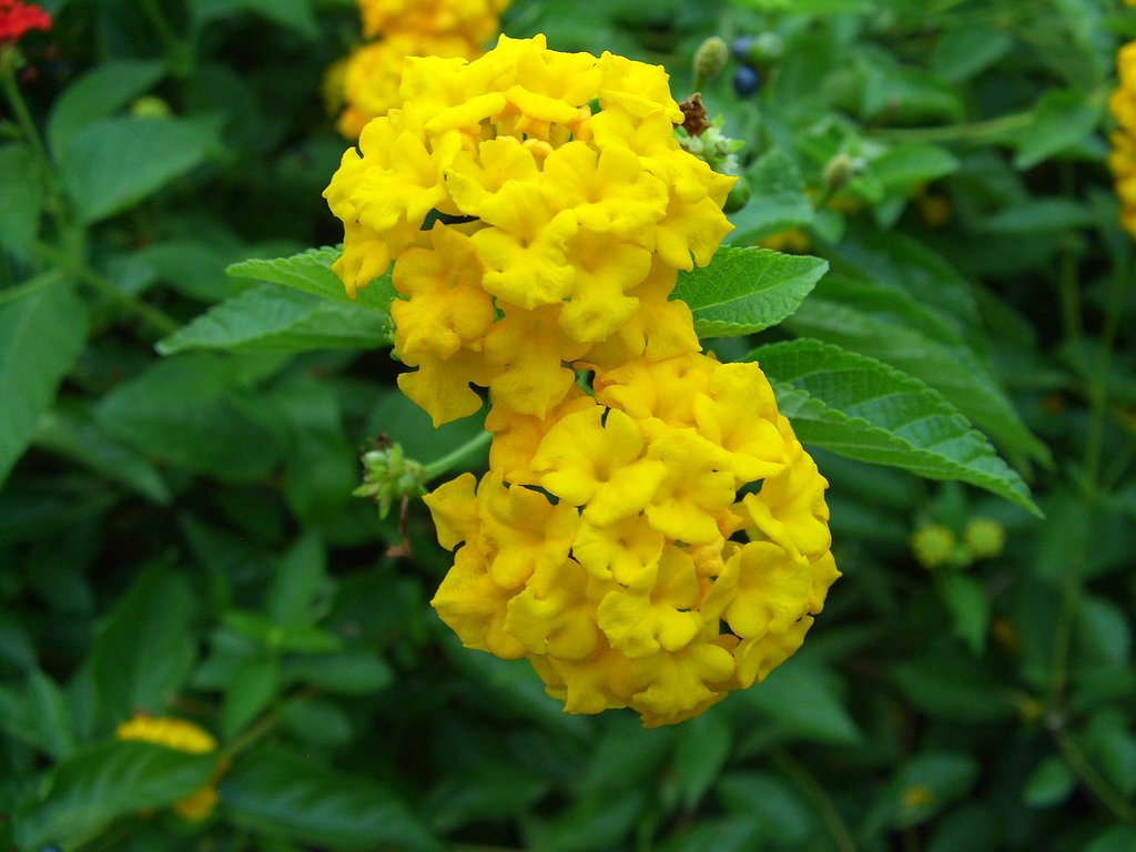黄色いランタナ