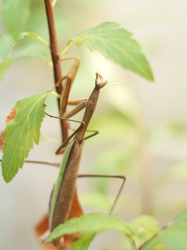 【記】秋のカマちゃん