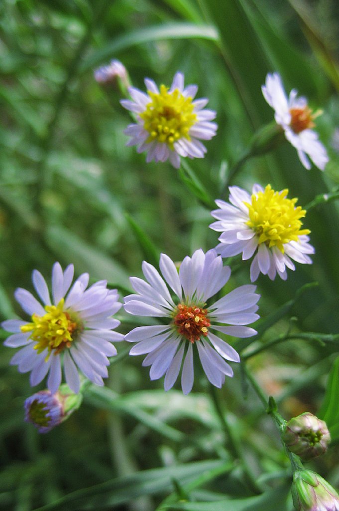薄紫に